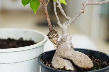 Fotobehang Bonsai Air layering on a ficus bonsai  © Victor Mulero