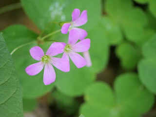 接写したカタバミの花