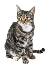 Fototapeta premium Full body shot of American Polydactyl cat, sitting, looking around curiously.