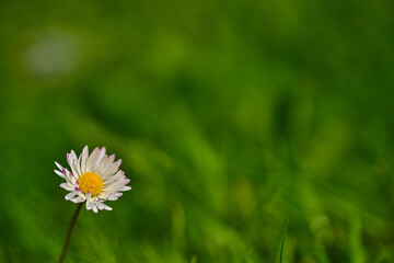 Close up summer flower sunny day