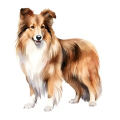 Shetland Sheepdog Watercolor Isolated on White