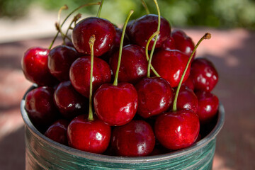 Fresh cherries straight from the garden, in green dishes, a healthy eating concept