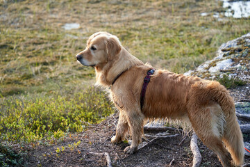 A wet young female golden retriever is on a baking trip in the Norwegian woods during a hot summer day
