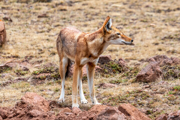 Ethiopia, a wolf of Abyssinia at the Mont Bale National Park.