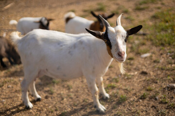 beautiful white goat and kids 