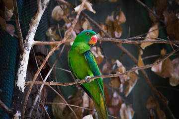 Blue-naped Parrot