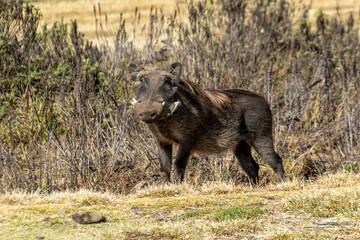 Ethiopia, Phacochoerus africanus in the Bale Mountains.