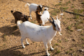 beautiful white goat and kids 