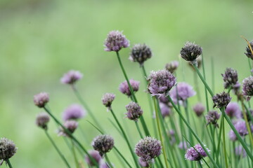 Verwelktes Schnittlauch in einem Garten