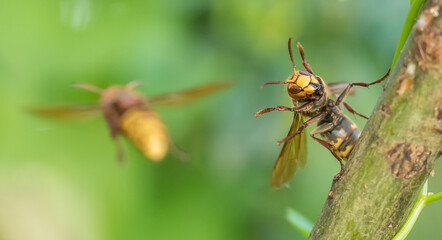 Vespa crabro