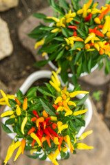 Growing pepper in a pot in the yard of a country house. Gardening and country life.