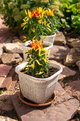 Growing pepper in a pot in the yard of a country house. Gardening and country life.