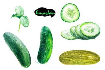 Watercolor cucumber, illustration, fresh, vegan, salad, kitchen, nutrition, organic, green, healthy