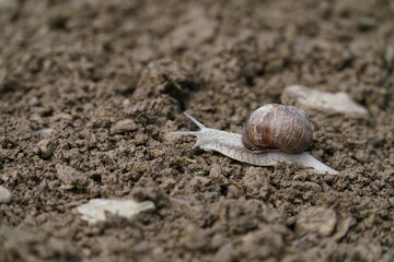 Weinbergschnecke im Garten, Helix pomatia 