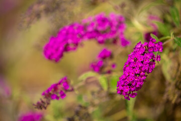 Spring flowers under the rays of sunlight. Lilac flower close-up. Beautiful landscape of nature. Hi spring. Beautiful flowers on a green meadow.