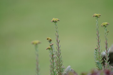 blühendes Sedum in einem Steingarten