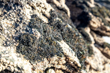 Black lichen growing on a stone at the west coast of County DOnegal, Ireland