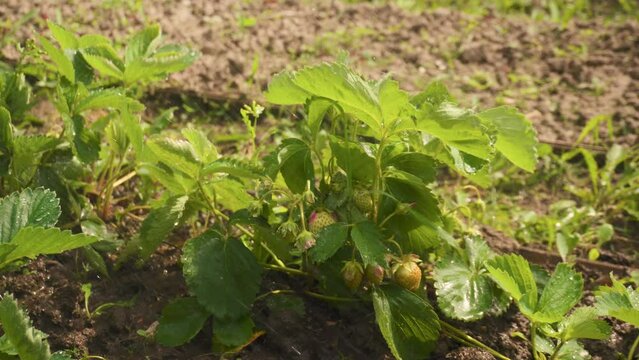 a strawberry bush under drops of water. watering strawberry beds