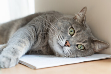 Naklejka premium expressive eyes of a domestic cat lying on the table