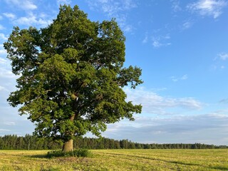 tree in the field
