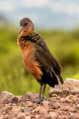 Ethiopia,  in the Bale Mountains, a beautiful specie of Rouget`s Rail Bird, 