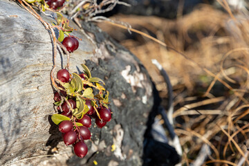 Lingonberry berries (Vaccinium vitis-idaea). Red ripe lingonberry in close-up. Wild berries on the...