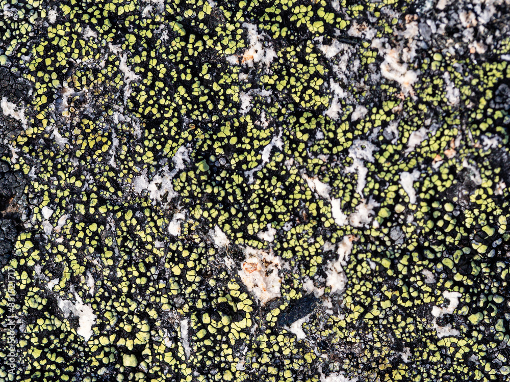 Wall mural natural texture of a stone covered with lichen. lichenes patterns on a rock surface. natural backgro