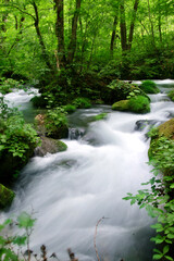 Obraz premium 春の奥入瀬渓流（青森県・十和田市）