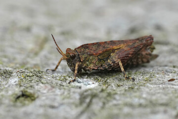 Closeup on a small European pygmy grasshopper, Tetrix undulata sitting on wood