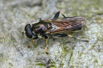 Closeup on a Europan Brown-toed Forest Fly or Orange-belted Leaf Licker, Xylota segnis sitting on wood