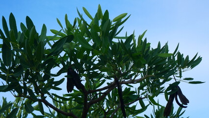 Bright blue sky, white clouds, and beautiful branches and leave