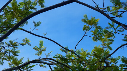 Bright blue sky, white clouds, and beautiful branches and leaves