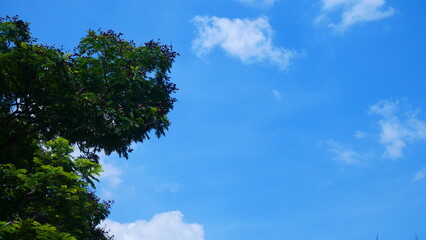 Bright blue sky, white clouds, and beautiful branches and leaves