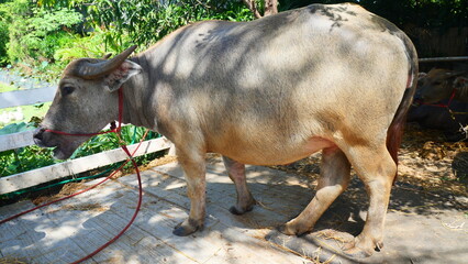 A fat buffalo is standing and eating