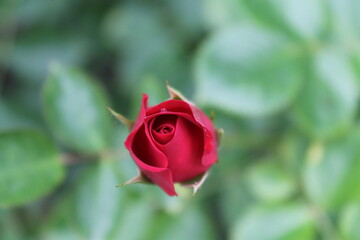 a red rose on a background of green leaves