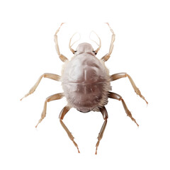 Fototapeta premium Parasite Mite on Isolated Background.