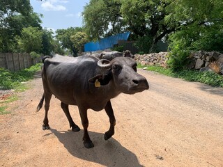 Buffalo walking on the mud road