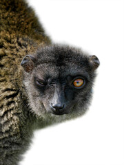 brown lemur isolated on white background