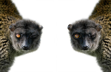 two brown lemur isolated on white background