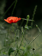 czerwony kwiat maku mak&oacute;wka na zielonym tle