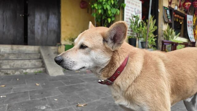 A tan dog with a red collar explores a vibrant street scene during a warm summer day, perfect for travel and adventure-themed concepts