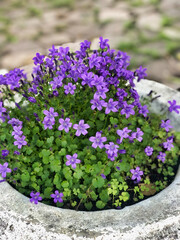 group of violet campanula medium flowers in cement vase