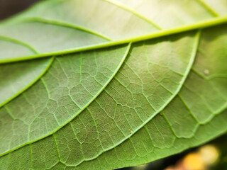 Back leaf texture structure, leaf pattern