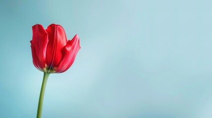 Isolated tulip bloom, close-up, vibrant red petals, minimalist style, soft shadows, blurred background.