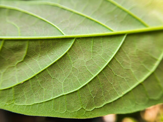 Back leaf texture structure, leaf pattern