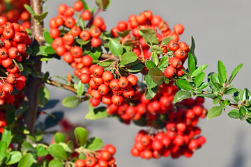 Rowan berries, Mountain ash (Sorbus) tree