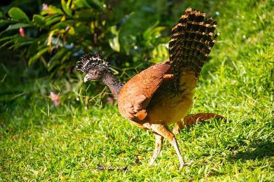 Great Curassow (crax ruba) feeding in the early morning in Costa Rica
