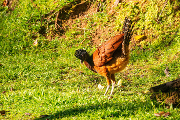 Great Curassow (crax ruba) feeding in the early morning in Costa Rica