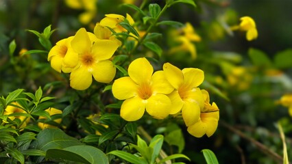 yellow flowers