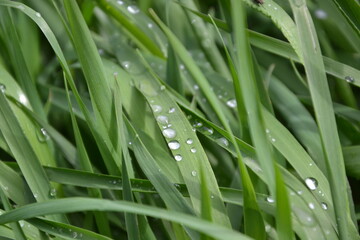 Green grass. Dew on the grass. A lawn